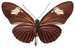 Heliconius astraea