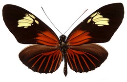 Heliconius astraea