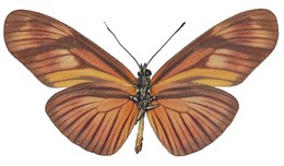 aliphera