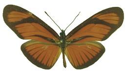 aliphera