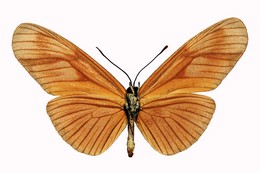 aliphera cillenulla