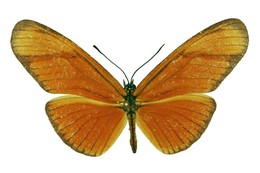 aliphera cillenulla