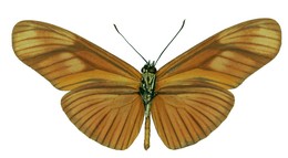 aliphera gracilis