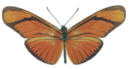 aliphera gracilis