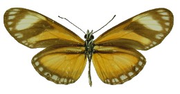 eueides emsleyi