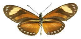 emsleyi esmeraldensis