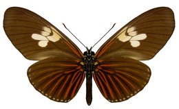 Eueides heliconioides aides