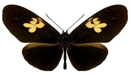 Eueides heliconioides aides