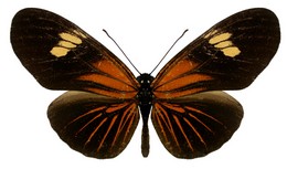 Eueides heliconioides eanes