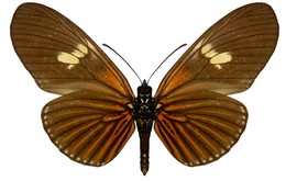 Eueides heliconioides koenigi