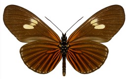 Eueides heliconioides koenigi