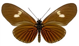 Eueides heliconioides riffarthi