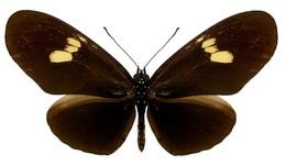 Eueides heliconioides riffarthi