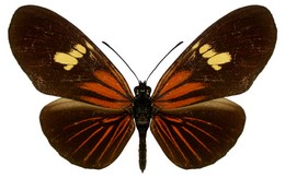 Eueides heliconioides koenigi