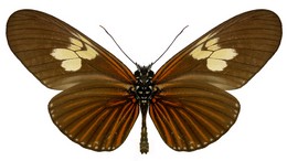 Eueides heliconioides