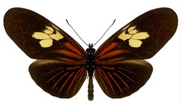 Eueides heliconioides