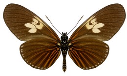 Eueides heliconioides