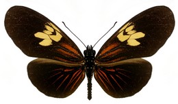 Eueides heliconioides