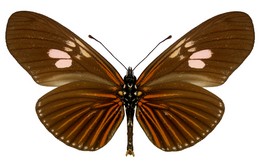 Eueides heliconioides pluto