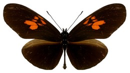 Eueides heliconioides pluto
