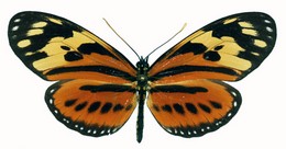 sabella dissoluta