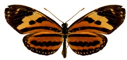 isabella margaritifera