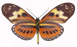isabella ecuadorensis
