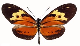 isabella ecuadorensis
