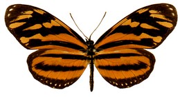 isabella adusta