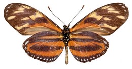 Eueides isabella nigricornis