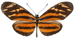 Eueides isabella nigricornis