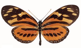 Eueides isabella pellucidus