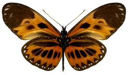 lampeto acacetes