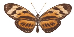 Eueides lampeto brownsbergensis