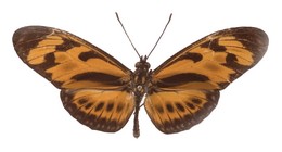 Eueides lampeto brownsbergensis