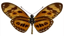 lampeto nigrofulva copiosus