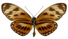 lampeto nigrofulva copiosus