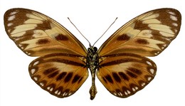 lampeto nigrofulva copiosus