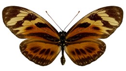 lampeto nigrofulva copiosus
