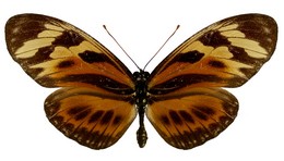 lampeto nigrofulva copiosus