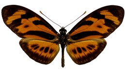 lampeto nigrofulva copiosus