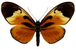 Eueides lampeto pallida