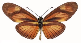 Eueides libitina