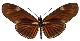 Eueides libitina winhardi