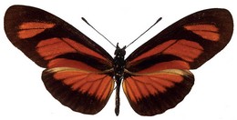 Eueides libitina winhardi