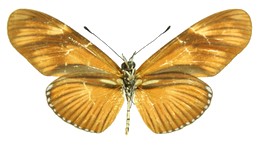 Eueides lineata