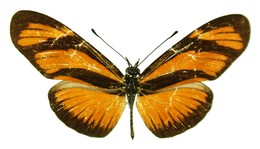 eueides lineata