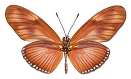 Eueides lineata