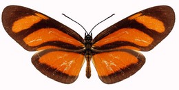 Eueides lybia