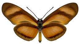 Eueides lybia